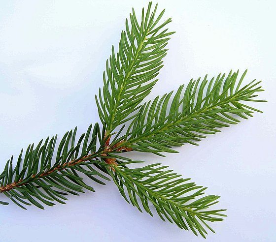 Picea abies