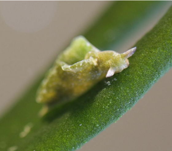 Elysia viridis (Grüne Samtschnecke)