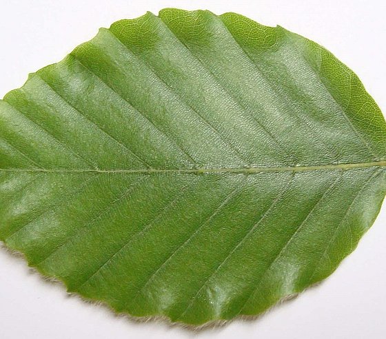 Fagus sylvatica